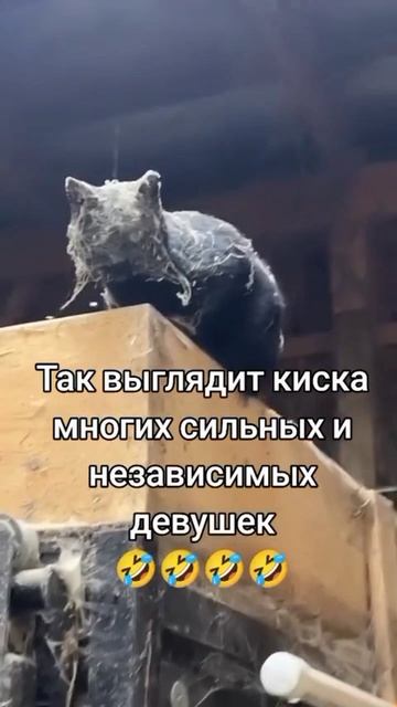 Юмор! 😂 #Смех #Прикол #Юмор #Шутка