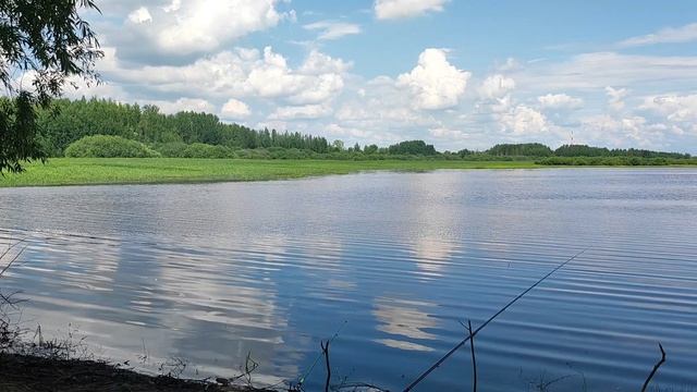Утка в шоке, увидела шашлык. Отдых с семьёй, рыбалка, лето. Забавный случай. Шок. Почему не клюёт?