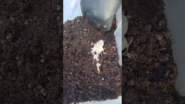 Проращивание георгин.Наше новое направление цветоводства