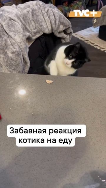 Котик танцует! 😻💃 #Кот #Танцы #Милота #Животные