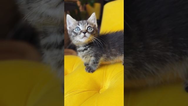Малыш манчкин стандарт Сникерс ❤️🍫 https://vk.com/okcats_40
Inst: @okcats_40