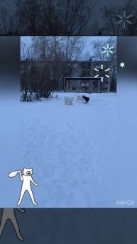 Встреча друзей. Один белый, другой черный, третий черно-белый. Три веселых друга