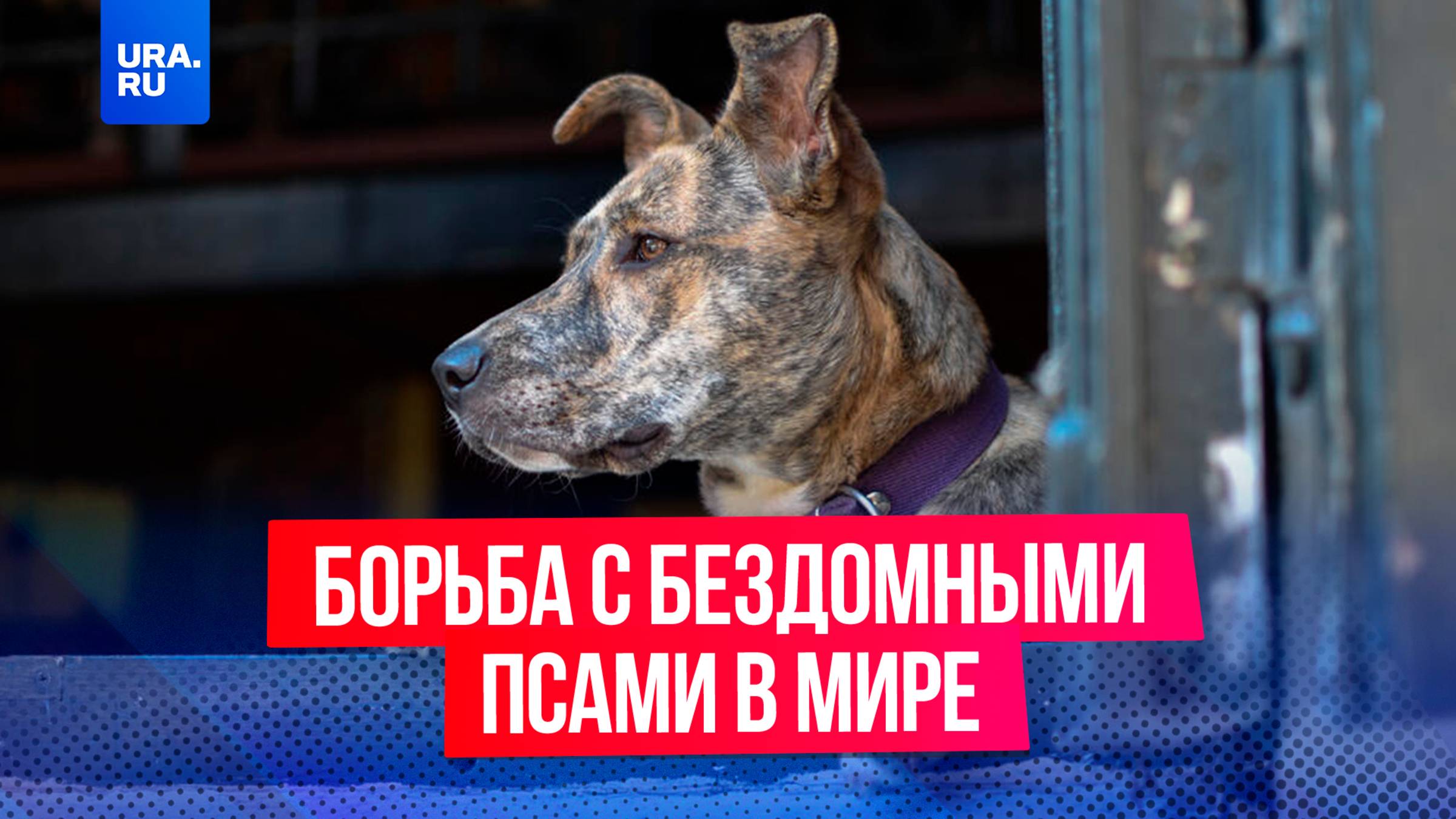 Отстрел, усыпление, стерилизация: как в других странах пытаются решить проблему бездомных собак?