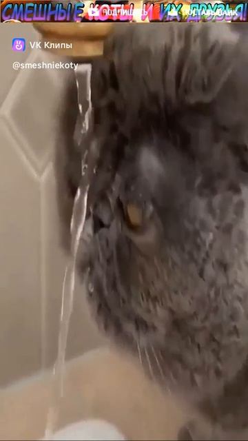 видео с котами 
смешные видео с котами
кот
три кота