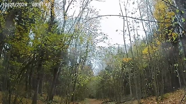 Песни старого леса, музыка для медитации, релакс