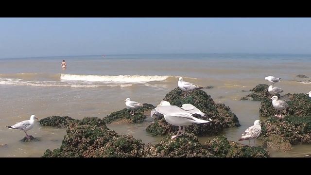 OSTENDE - The Belgian Seaside 2020 |Relaxing Ocean Waves and Seagulls White Noise| [4K] 🏖️🇧🇪