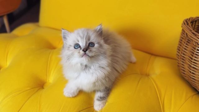 Красавчик рэгдолл линкс Зефир 🍩 https://vk.com/okcats_40
Inst: @okcats_40