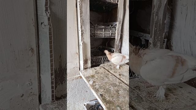 небольшой обзор и план работы с акушами