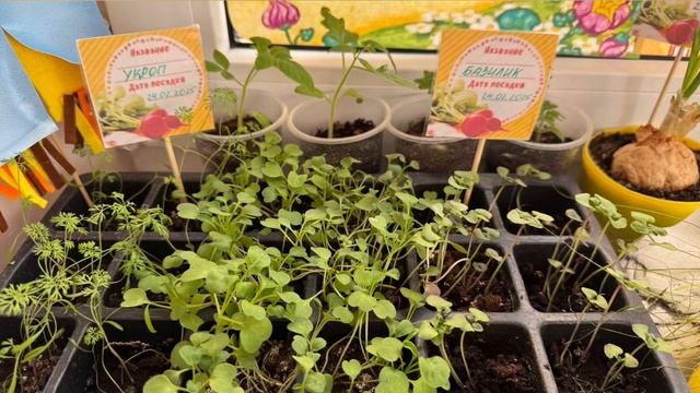 🌱🥇 Итоги смотра-конкурса "Лучший огород на окошке"! 🥇🌱