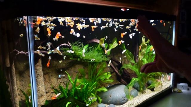 Master Breeder Reveals His Top Secret Aquariums [Tour]