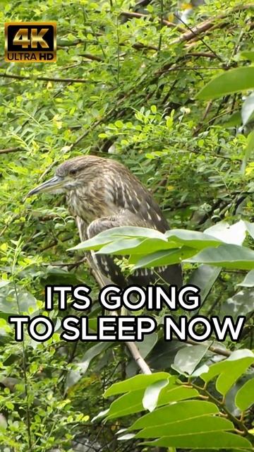 "Mesmerizing Wetland Serenity: Watch This Bird Sleeping Peacefully on a Tree Branch🌿" #birds #natur