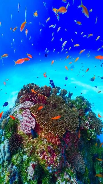 Дикий и прекрасный
подводный мир 🐠