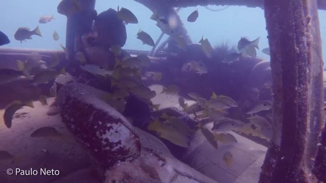 Fun Diving Qatar