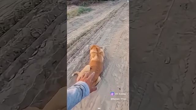 песик испугался
