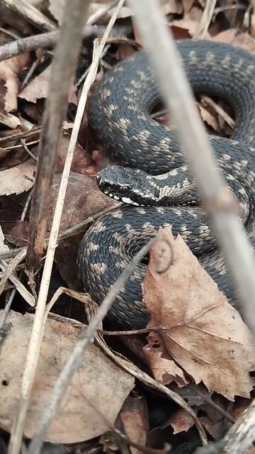 Гадюки 🐍 проснулись!