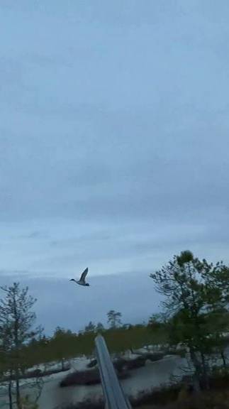 Осечка.Вторым добрал.