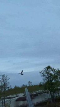 Осечка.Вторым добрал.