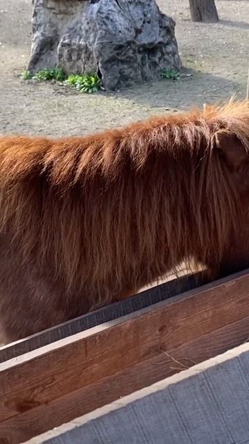 #Принцессы #family Пони на ферме#toys #Зоопарк#zoo horse￼￼￼