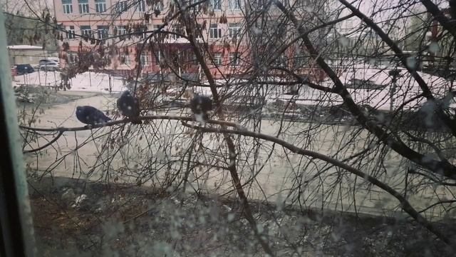 28.03.25г/вокруг меня за стеклом.