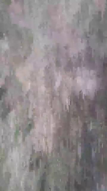 слепой крот