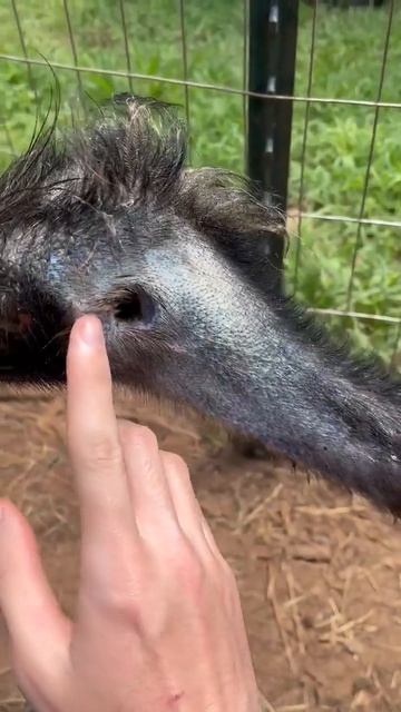 my emu