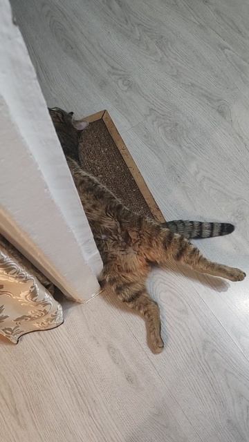 Бакс вернулся с гулянки