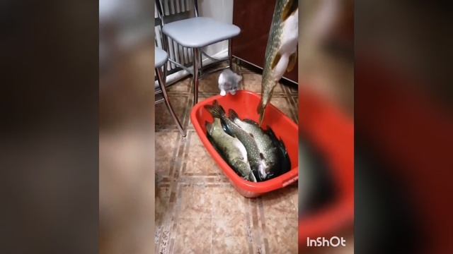 Наша Милашка очень любит рыбку!!!