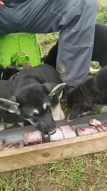 Щенки ВЕО питаются сырым мороженым мясом
