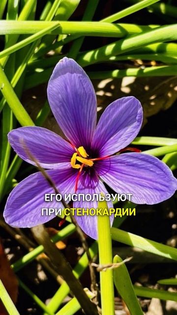 эликсир зрения и мозга