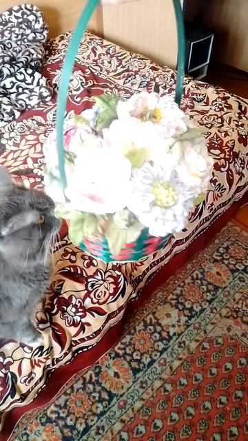 Кот сладкоежка