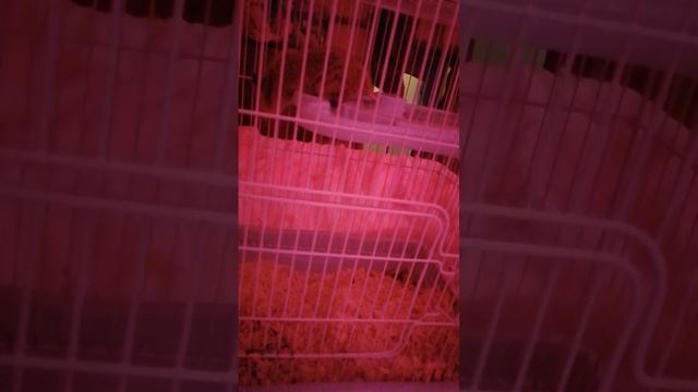 VID_20250328_185156.mp4