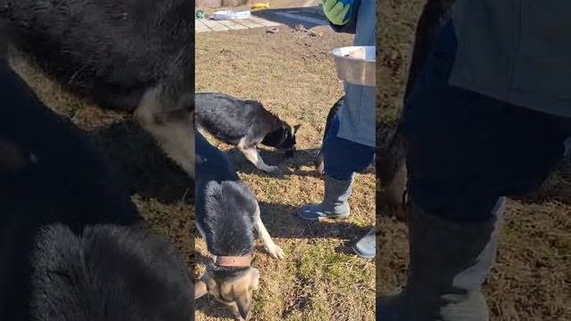 Завтрак 1,2кг мяса на четырёх овчарок