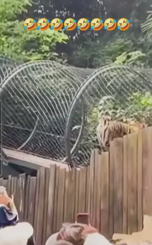 🐅Тигр🐈