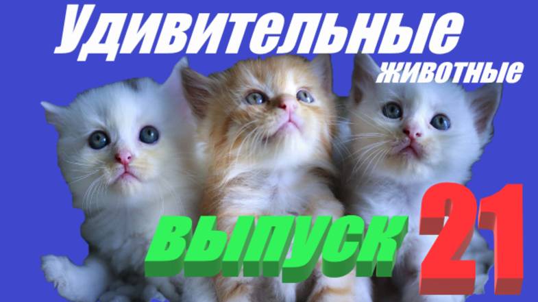 Удивительные животные выпуск двадцать первый #топыкатегорий