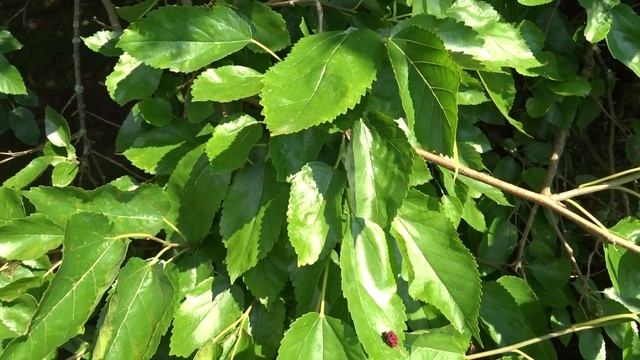 Morus alba L. (morušovník bílý)