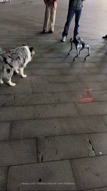 Свой среди чужих, чужой среди своих)