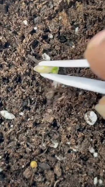 7 month lime plant update🌱 Proof that plants are all trial and err-👹