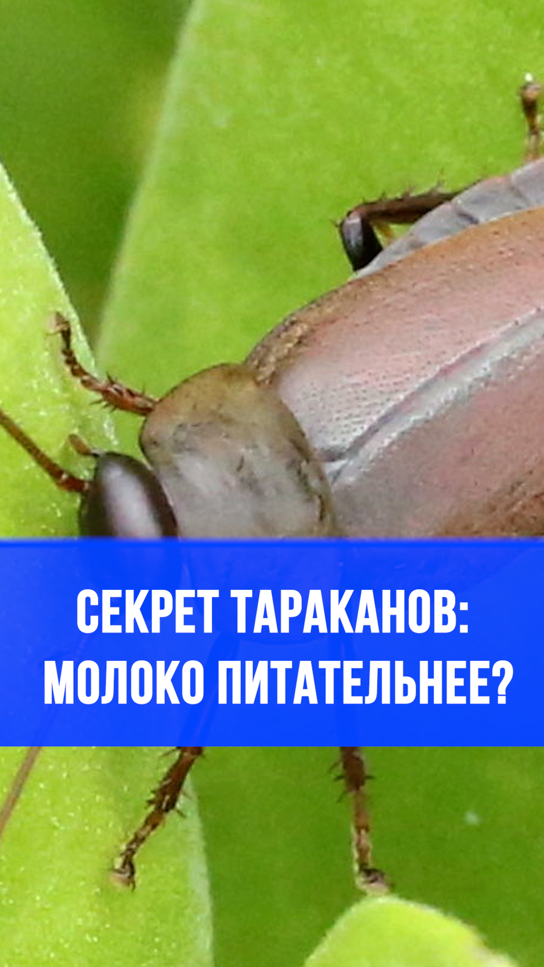 Футуристы в шоке: тараканье молоко спасёт от голода? Вот в чём секрет!