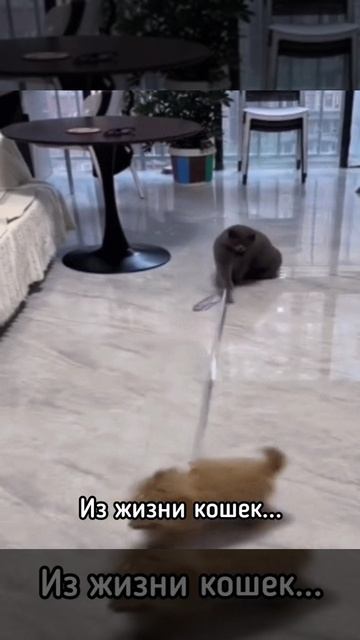 Из жизни кошек