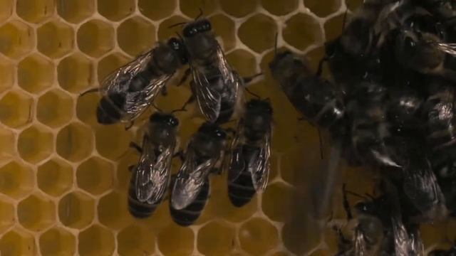 More Than Honey