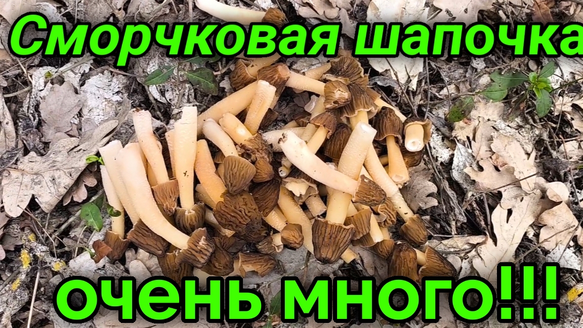 Леший не хотел отпускать, пока не найдем все грибы