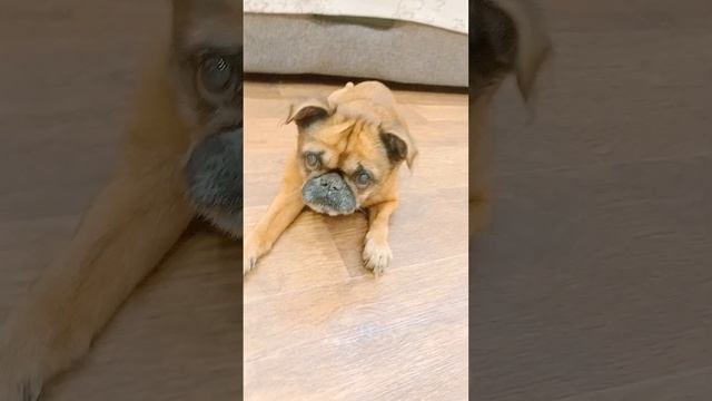 it's my dog Timothy