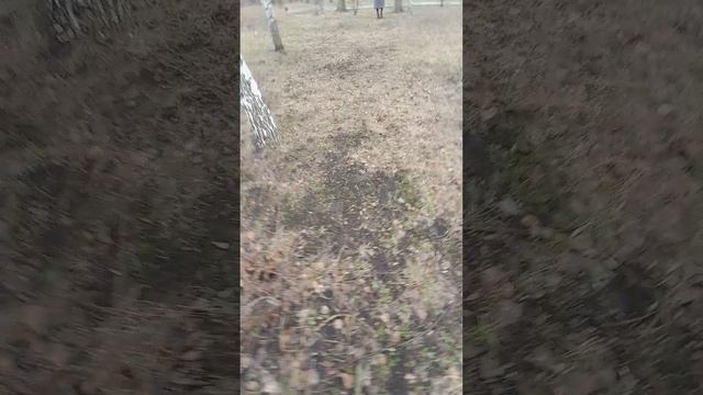 аномальное дерево