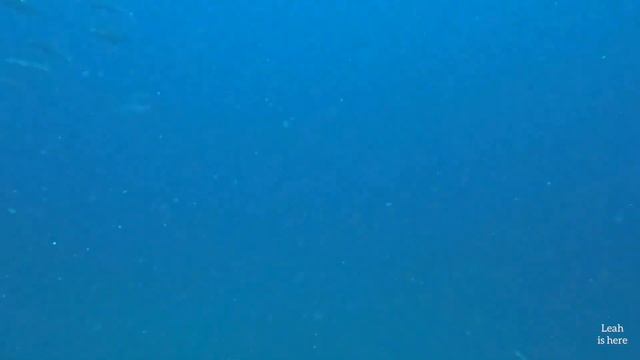 Drift Diving in Puerto Galera Philippines   Scuba diving #scubadiving #scuba #diving