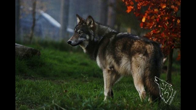 В ту ночь когда рождались волки