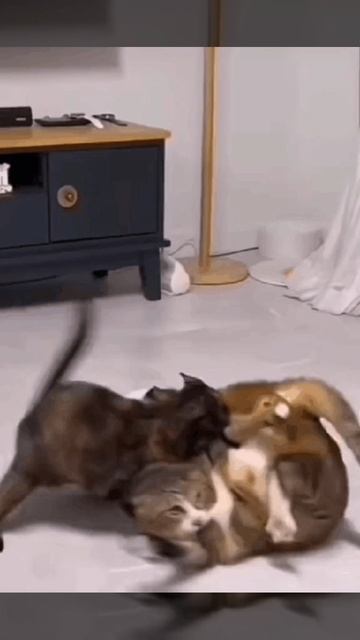 Нокаут))