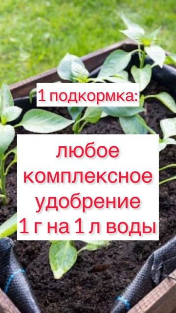 Перец когда и чем подкормить