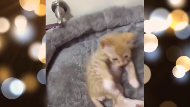 Кошки Смешная Видео Подборка - Видео 59 - 04:13 Минуты - Самые красивые видео с кошками 2022 года.