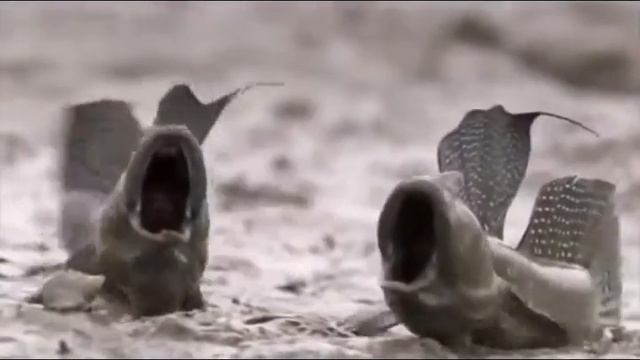 OMG WOW Кошмар, рыбам дали слово
