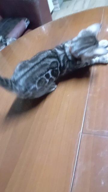 Бенгальский котенок серебро